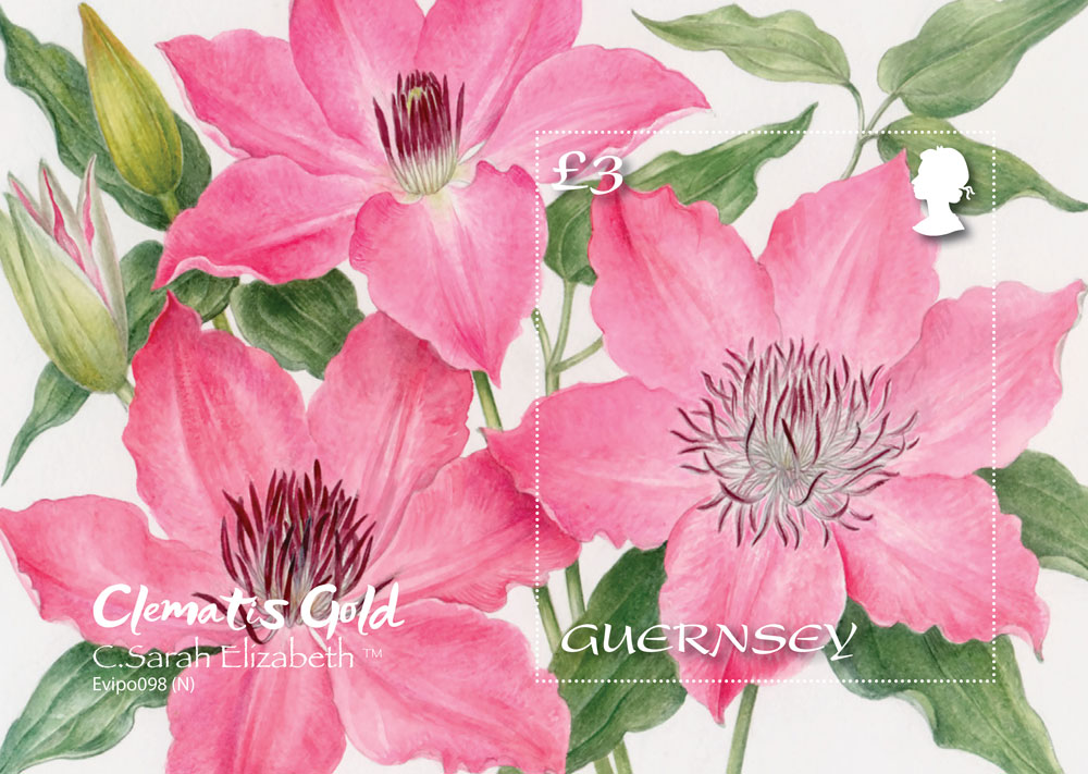 Award-winning Clematis to feature on new miniature sheet series